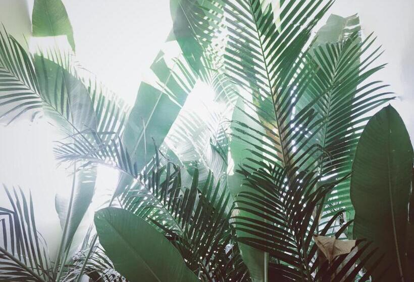 主人套房, Meson Nadi