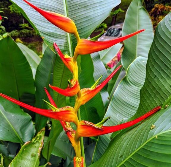 سوییت جونیور, Seaside Inn Roatan