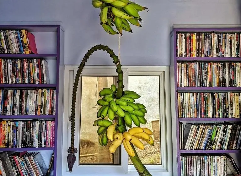 بانگلوی استاندارد, Seaside Inn Roatan