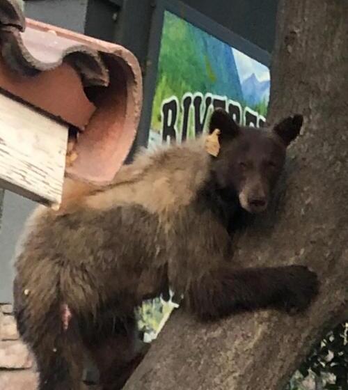 غرفة عائلية, Sequoia River Front Cabins