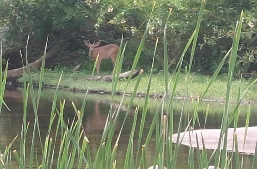 标准平房, Sequoia River Front Cabins