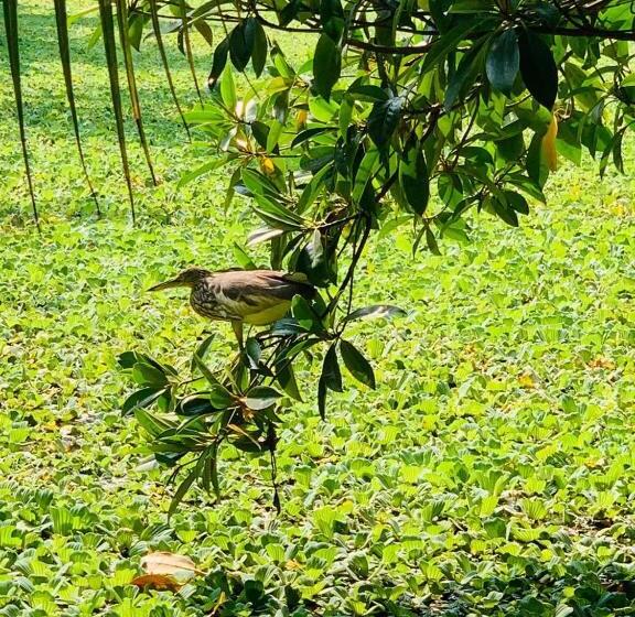 스탠다드 룸 가든 전망, Ashok Villa