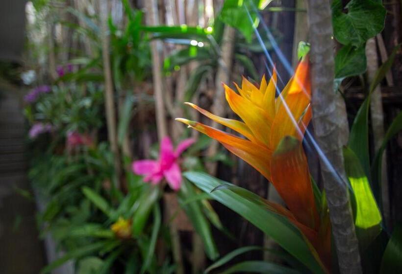 חדר סטנדרט, Anjali Casa Divina