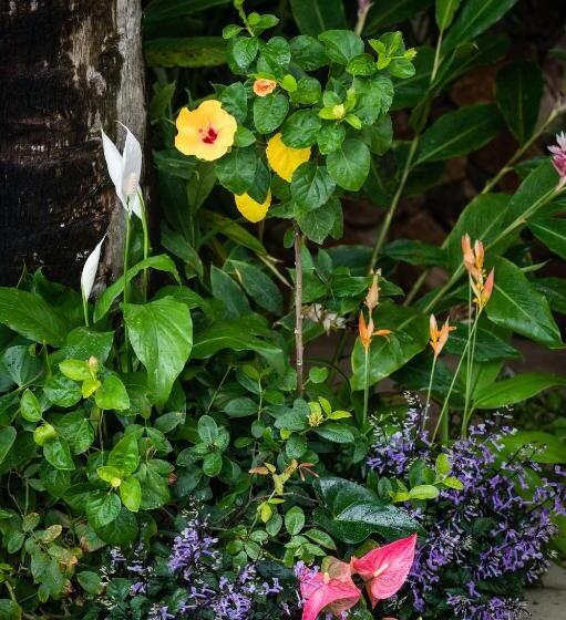 חדר סטנדרט, Anjali Casa Divina