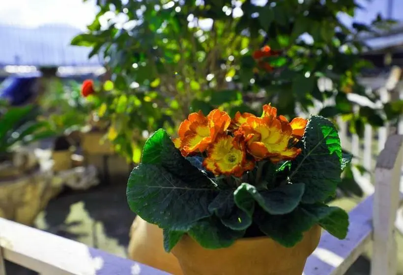 اتاق خانوادگی, B&b Le Cycas