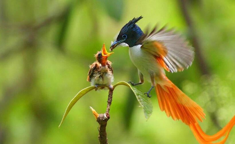 一居室高级别墅, Nisala Villa Midigama