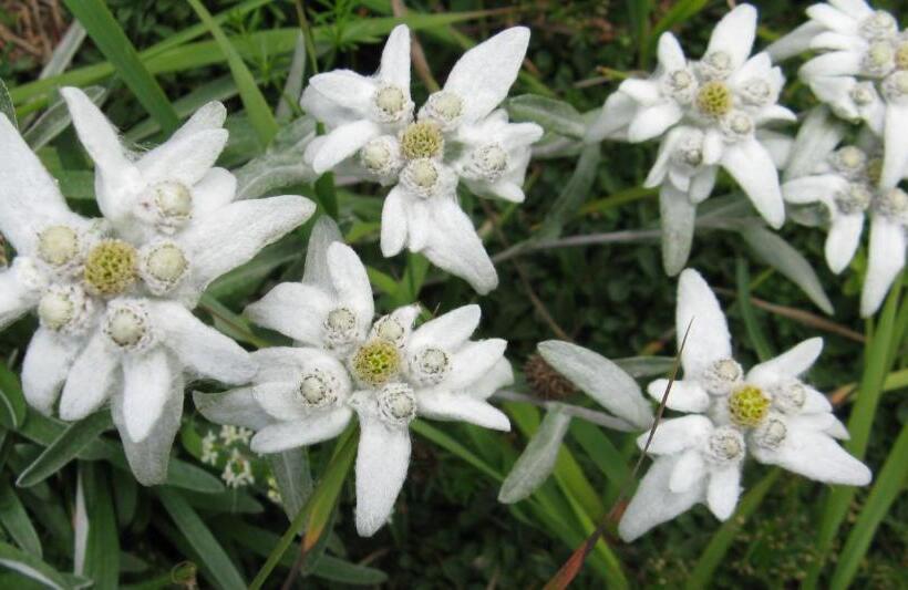 スタンダードルーム, Principe