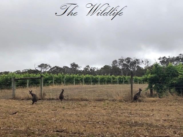 خانه 1 خوابه, Harmony Forest Cottages & Lake Side Lodge