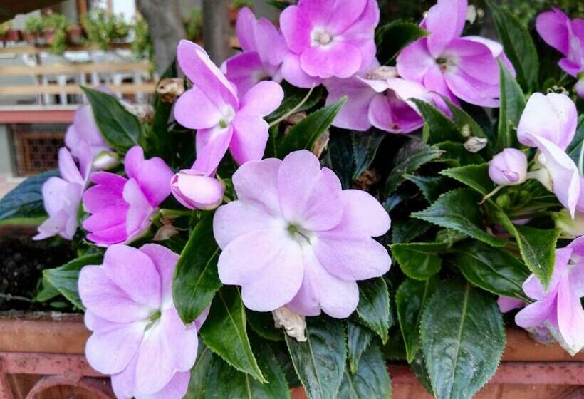 スタンダードルーム, B&b Domus Gratiae