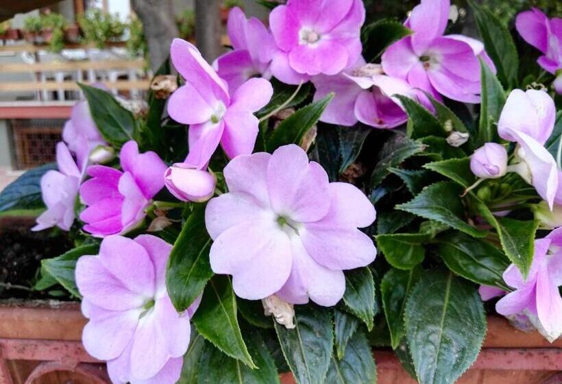 デラックスルーム, B&b Domus Gratiae