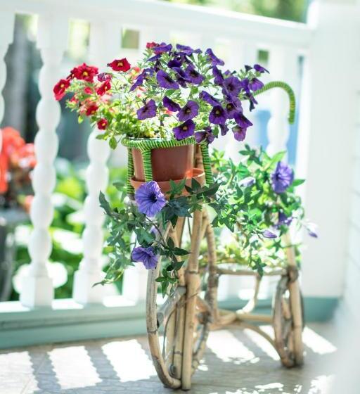 سوییت جونیور, Parus Boutique