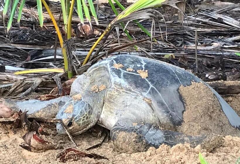 بانگلوی استاندارد 2 خوابه, Praia Inhame Ecolodge