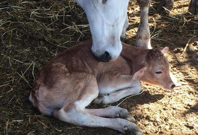 غرفة سوبيريور, Tenuta La Fratta