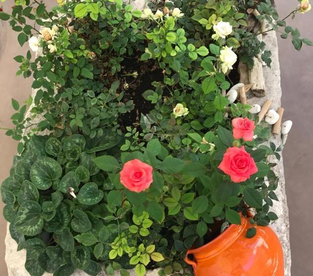 اتاق لوکس چهار تخته, Liddo Boutique