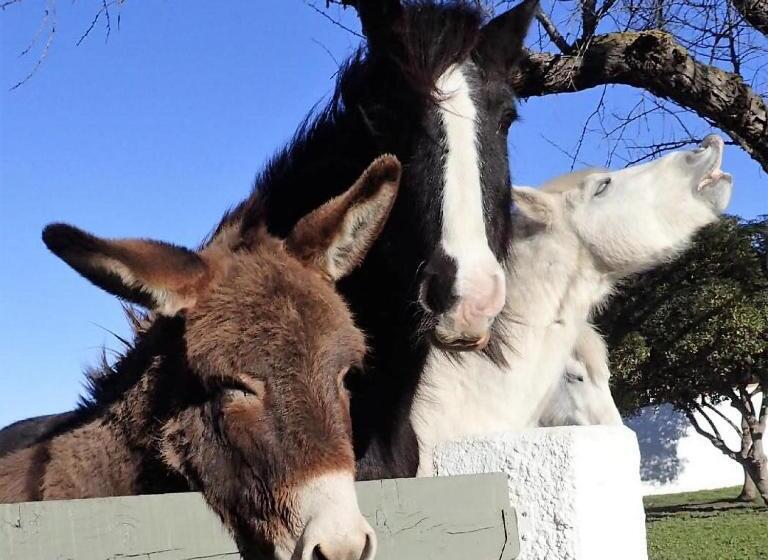 اتاق دوبلکس, Mas Des Rieges & Spa