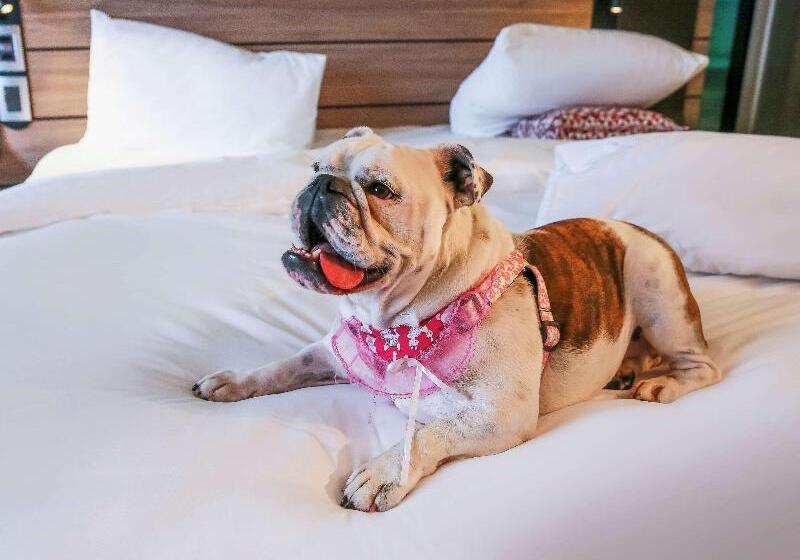 דירת חדר סופריור, Novotel Sorocaba