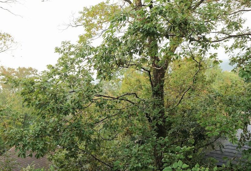 Quarto Estandar, Rinkangekijo