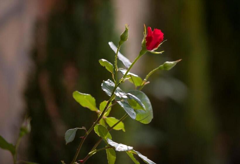 חדר משפחתי, Royal House