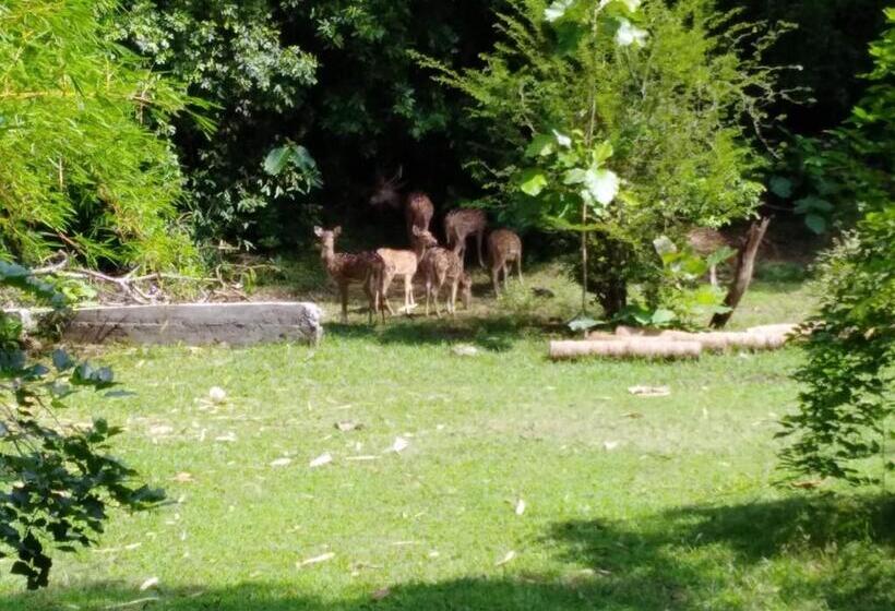 Номер Deluxe, Deer Garden Guest