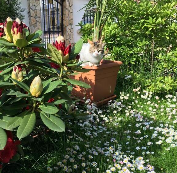 スタンダードスタジオ, Guesthouse Elizabeth