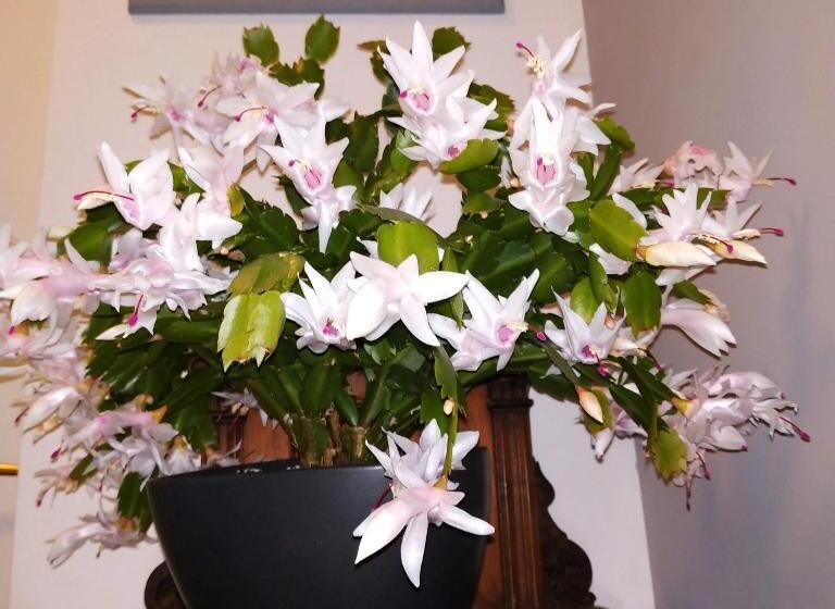 חדר סטנדרט עם מרפסת, Gästehaus Waldeck