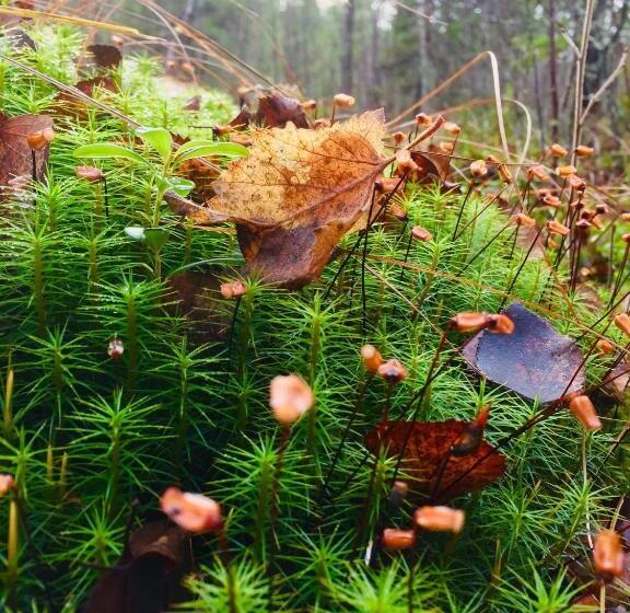 Вилла 3 Спальни, Ollinmäki Vineyard