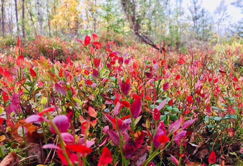 Вилла 3 Спальни, Ollinmäki Vineyard