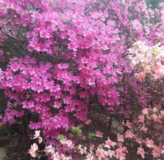 شاليه غرفة نوم واحدة, Pousada Estância Rio Acima