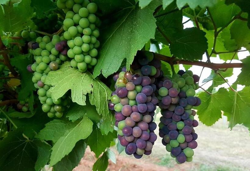 جناح, Red Door Collective   Rdc Vineyard Estate, Luxury Adult Only Stay