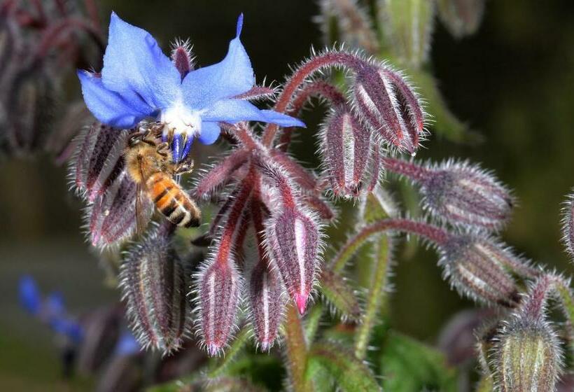 חדר סטודיו סטנדרד, Il Laghello Di Amina