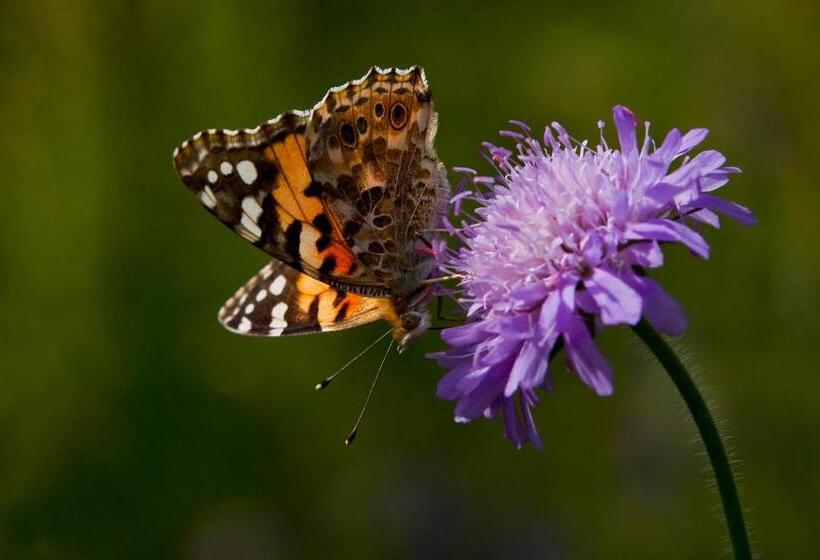 اتاق استاندارد, Farm Stay Dolinar Krainer