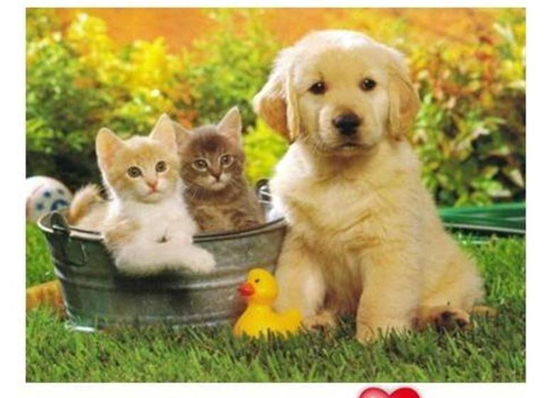 스위트, Turning Leaf Townhome Suites