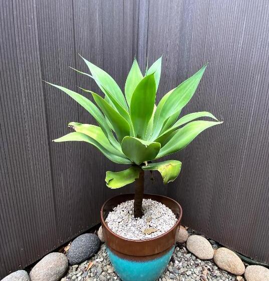 带花园景观和一个卧室的别墅, Villas Kalei