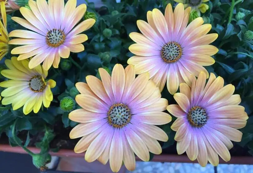 اتاق استاندارد, B&b Civico Cinque