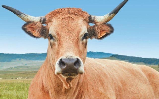 Студия Стандарт, Gite Du Forail