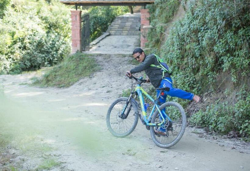 اتاق لوکس, The Lapsi Tree