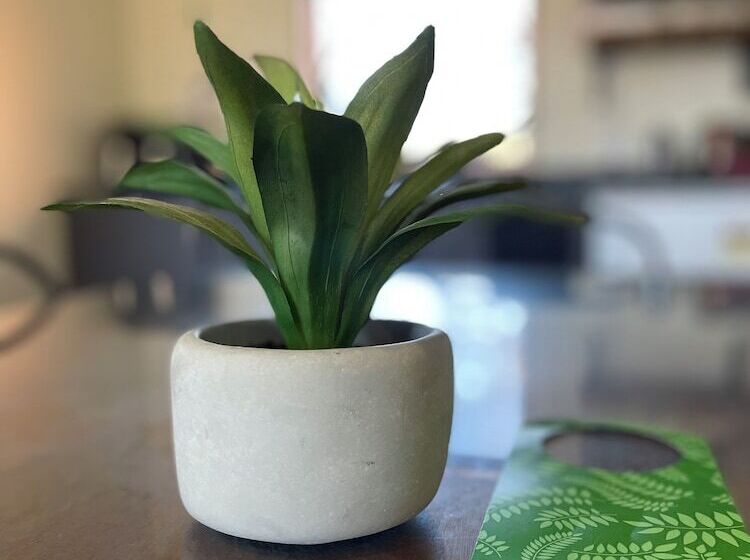 شقة غرفة واحدة, Colonial Motel