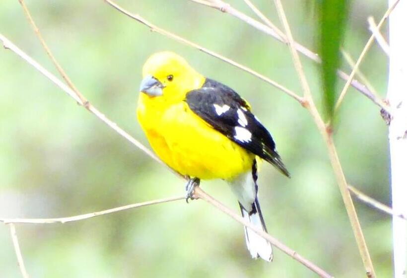 آپارتمان لوکس 1 خوابه, Departamentos Bellavista La Alborada Huaraz