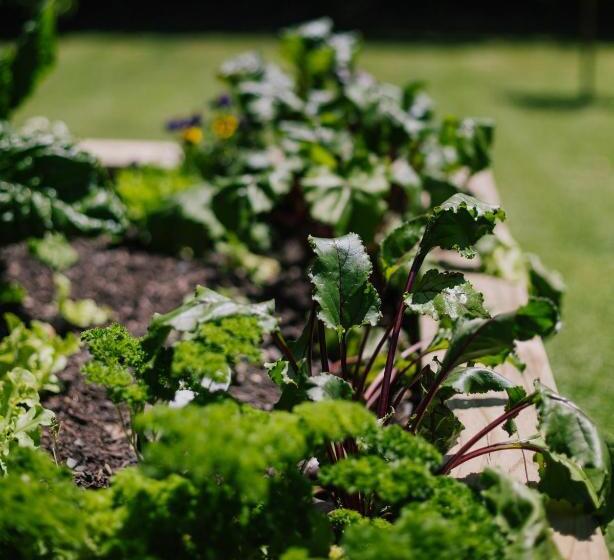 标准房带园景, Studio On Petley