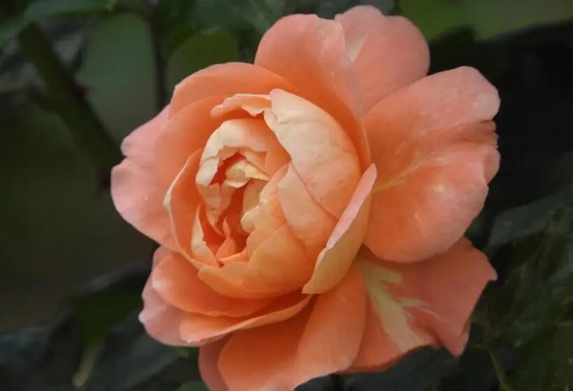 庭の見えるシングルルーム, Le Cottage Bnb Chambres Dhotes Paris Saclay
