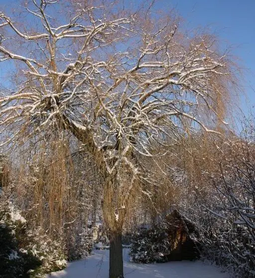 庭の見えるシングルルーム, Le Cottage Bnb Chambres Dhotes Paris Saclay