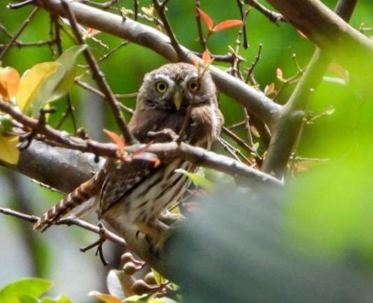 בקתה סטנדרטית, La Qhia Eco Retreat
