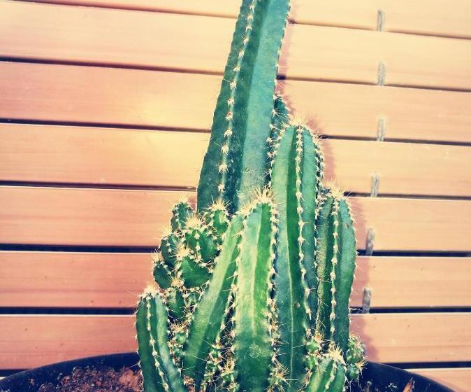 غرفة عائلية حمام مشترك, Casa Albano