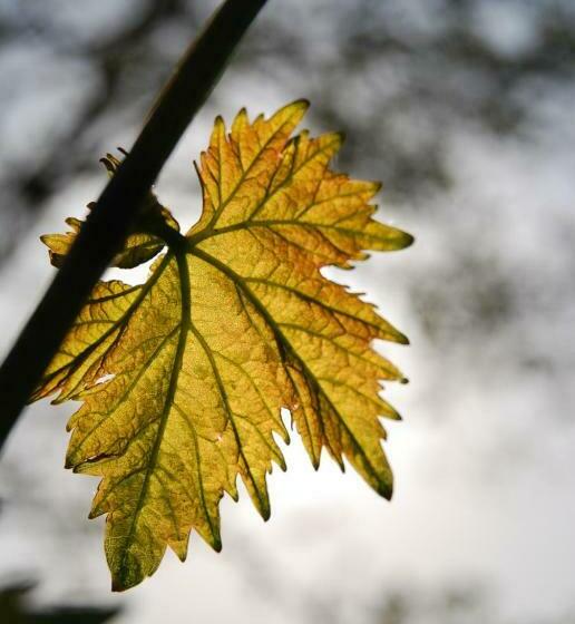 شقة غرفة واحدة, Agriturismo Rustichino