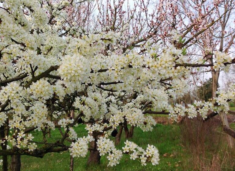 Трехместный Номер Стандарт Вид на Сад, Agriturismo Loghino Caselle