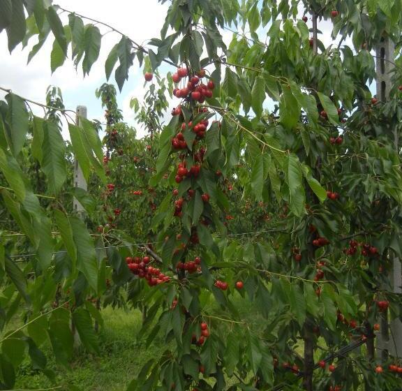 ２ベッドルームアパートメント, Agriturismo Calderino