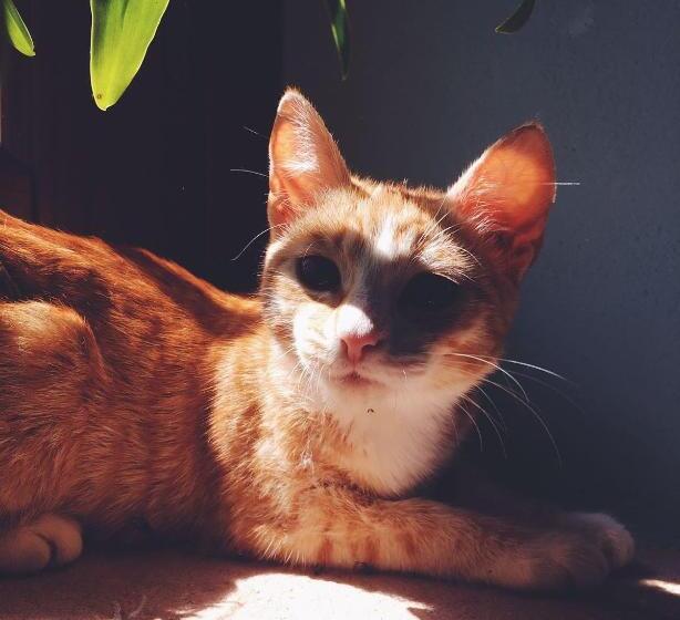 إستوديو قياسى, La Locanda Dell'olmo