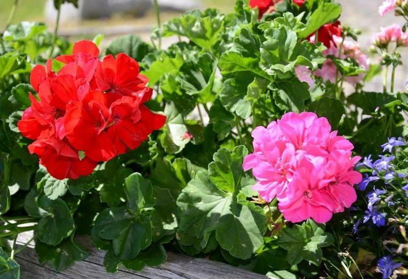 Apartament 1 Dormitori amb Balcó, Kellnerhof