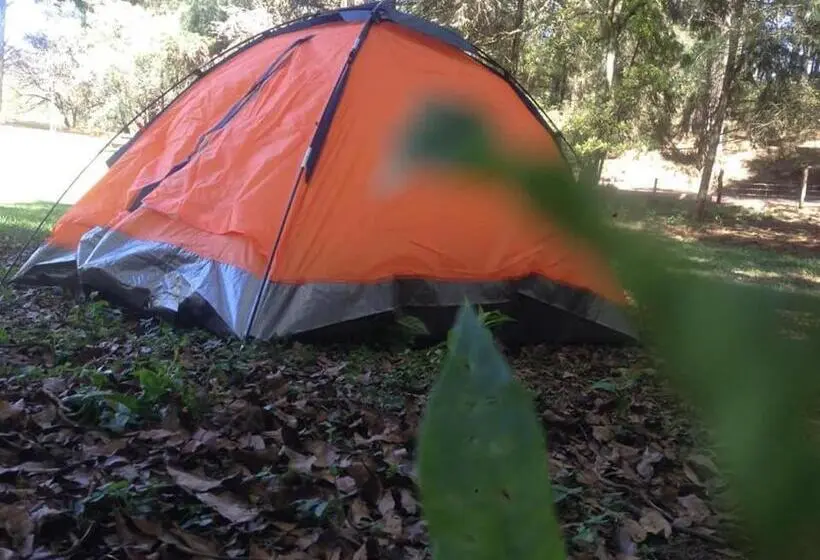 Standard Tent, Bosques