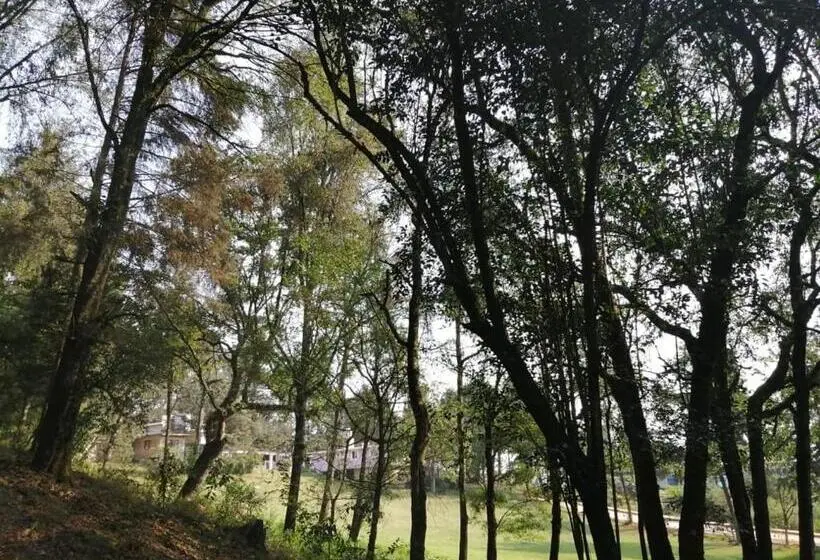Standard Tent, Bosques